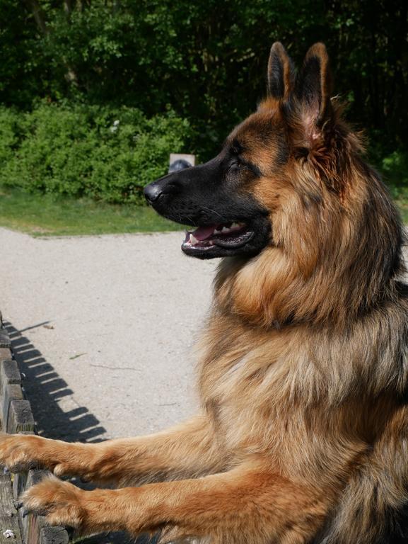 Huize De Duinen Aparthotel Bergen aan Zee Bagian luar foto