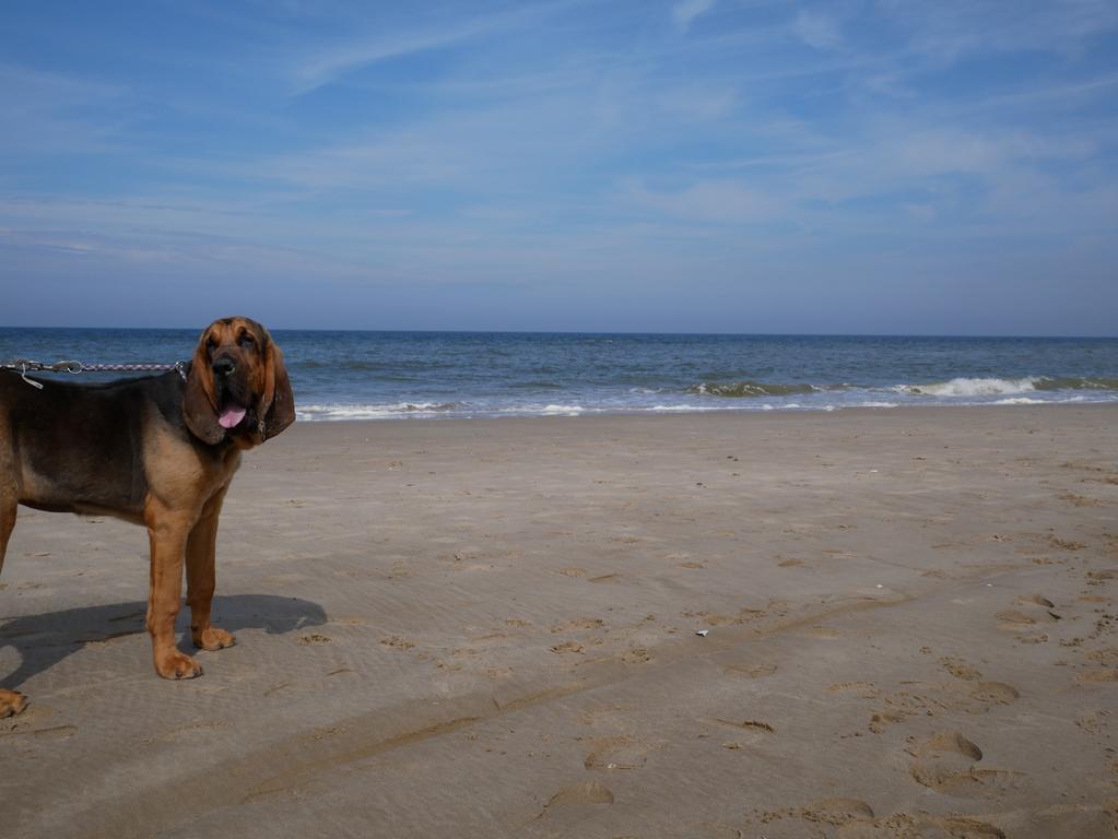 Huize De Duinen Aparthotel Bergen aan Zee Bagian luar foto